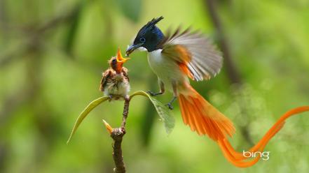 Male feeding bing baby asian paradise flycatcher wallpaper