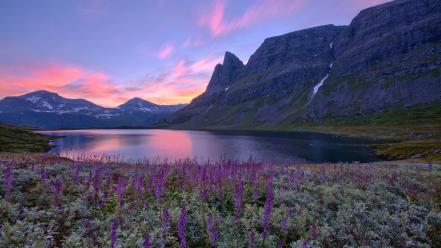 Mountains landscapes flowers norway europe wallpaper