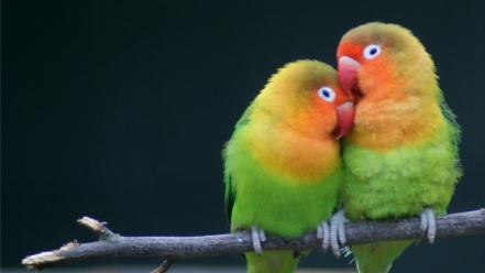 Multicolor birds animals parrots love bird wallpaper