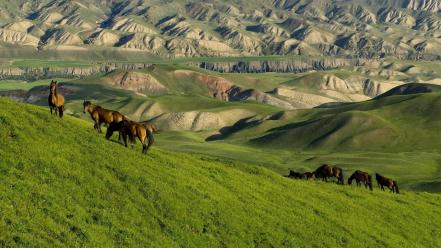 Nature china animals grass brown horses pasture wallpaper
