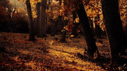 Nature trees autumn forests leaves fallen wallpaper