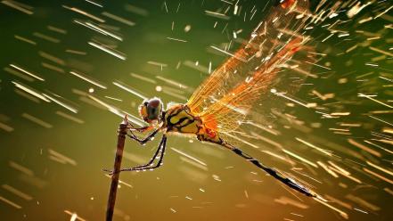 Rain insects water drops macro dragonflies wallpaper