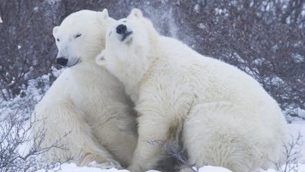 Snow animals bears polar wallpaper