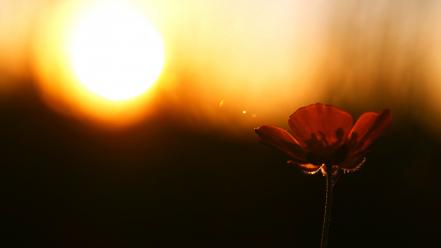 Sun flowers bokeh sunlight red skies wallpaper