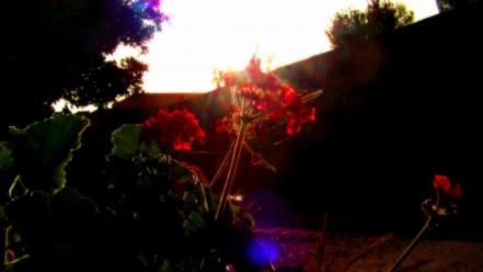 Sunset nature red flowers plants morocco colors skies wallpaper