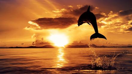 Sunset ocean clouds sun dolphins wallpaper
