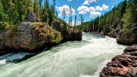 Trees usa wyoming rivers yellowstone national park wallpaper