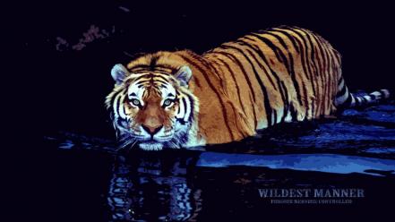 Water animals tigers wallpaper