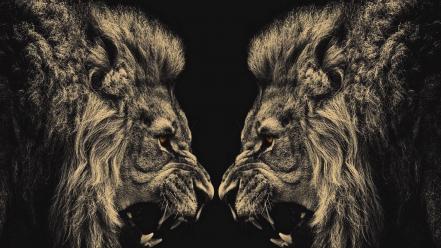 Animals lions conflict wallpaper