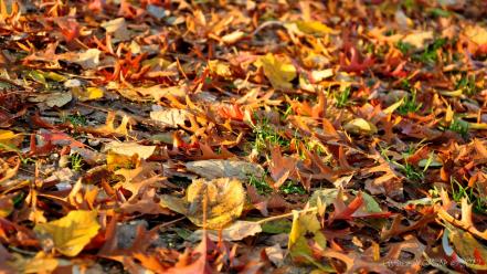 Autumn leaves ground colors wallpaper