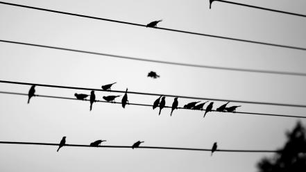 Birds grayscale power lines wallpaper