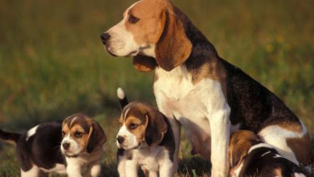Dogs puppies beagle baby animals wallpaper