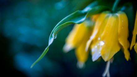 Green blue flowers yellow flore wallpaper