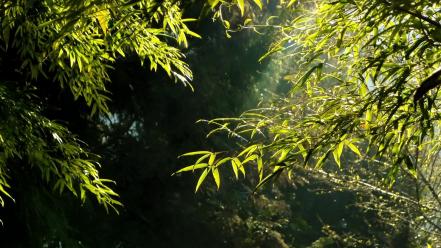 Green nature leaves bamboo sunlight wallpaper