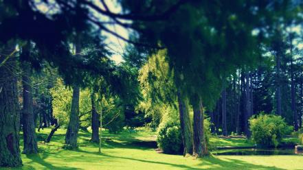 Green nature trees parks photo filters wallpaper