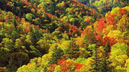 Japan autumn colors forest wallpaper