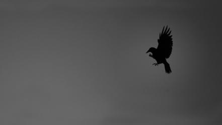 Minimalistic birds silhouettes grayscale crows wallpaper