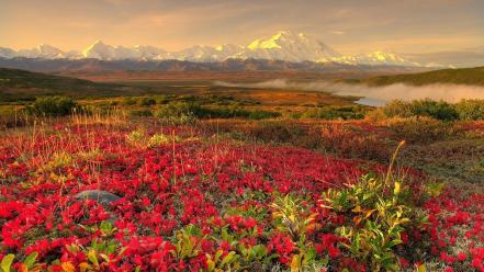 Mountains landscapes nature rivers snowy peaks wild flowers wallpaper