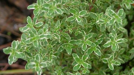 Nature leaves plants thyme variegated wallpaper