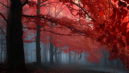 Paths fog melody mystical dawning autumn leaves wallpaper