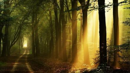 Sunrise landscapes nature forests sadness pathway wallpaper