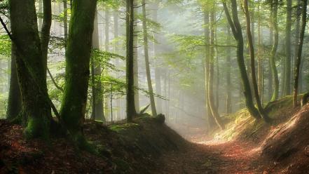 Trees paths fog pathway mystic sun rays wallpaper