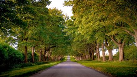 Trees roads alley wallpaper