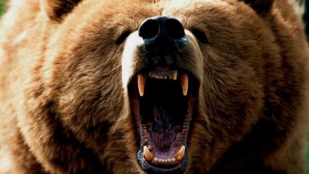 Animals bears grizzlies wallpaper