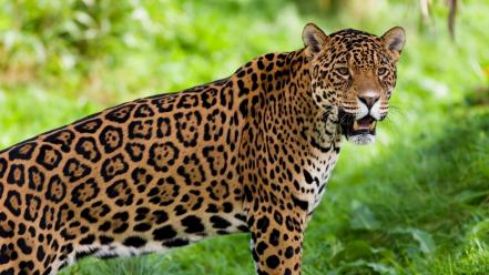 Animals big cats jaguars wallpaper