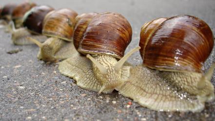 Animals macro molluscs mollusks snails wallpaper