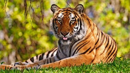Animals nature tigers widescreen wild wallpaper