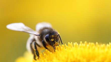 Bees macro pollen wallpaper