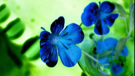 Blue flowers beautiful wallpaper