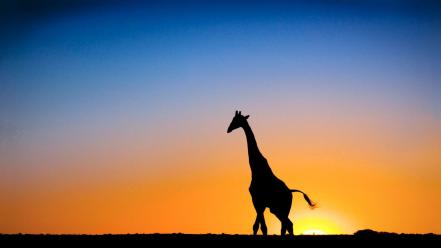 Botswana giraffes nature silhouettes sunset wallpaper