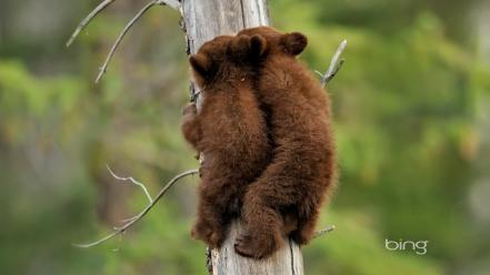 Climbing animals bears brown wild wallpaper