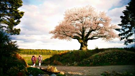 Landscapes cherry blossoms trees flowers japanese spring flowered wallpaper