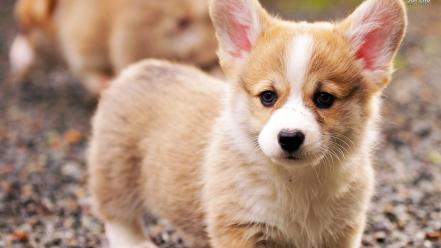 Nature animals dogs welsh corgi wallpaper