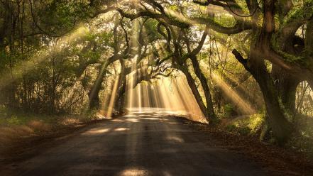 Nature trees forests pathway breaking sun rays wallpaper