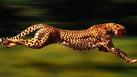 Running cheetah wallpaper
