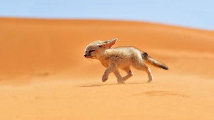 Sand animals desert fennec fox foxes wallpaper