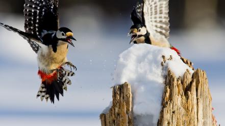 Snow birds woodpecker wallpaper