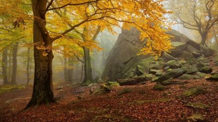 Trees autumn yellow forests leaves fog dawning wallpaper
