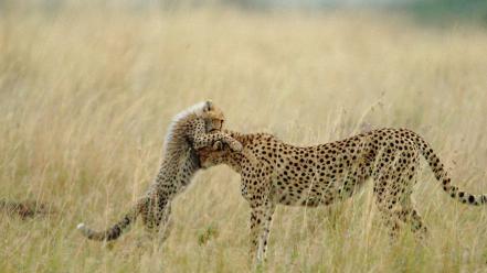 Animals cheetahs nature panthers speed wallpaper