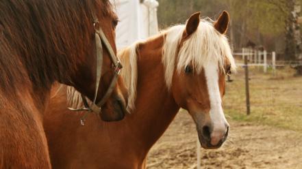 Animals horses ponies stable wallpaper