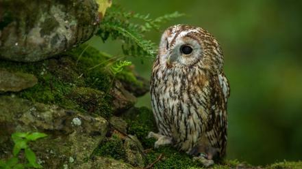 Animals rocks owls ferns wallpaper