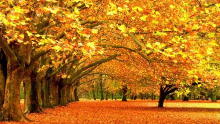 Autumn fall background wallpaper