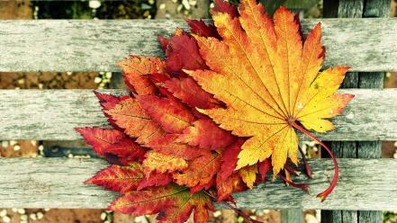 Autumn leaves wallpaper