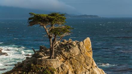 California pacific sea cypress tree monterey peninsula wallpaper
