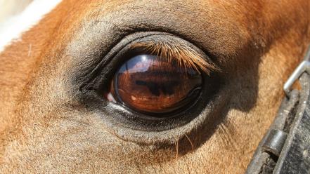 Eyes animals summer horses africa eye lashes warm wallpaper