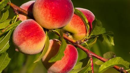 Fruits peaches wallpaper